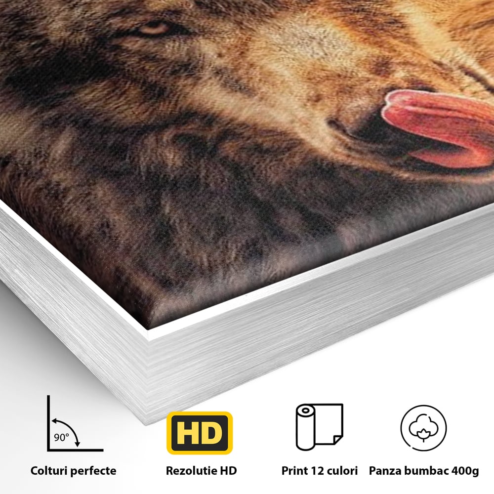 Detaliu al suprafetei: tablou canvas cu lup salbatic la apus, in rama de aluminiu argintiu